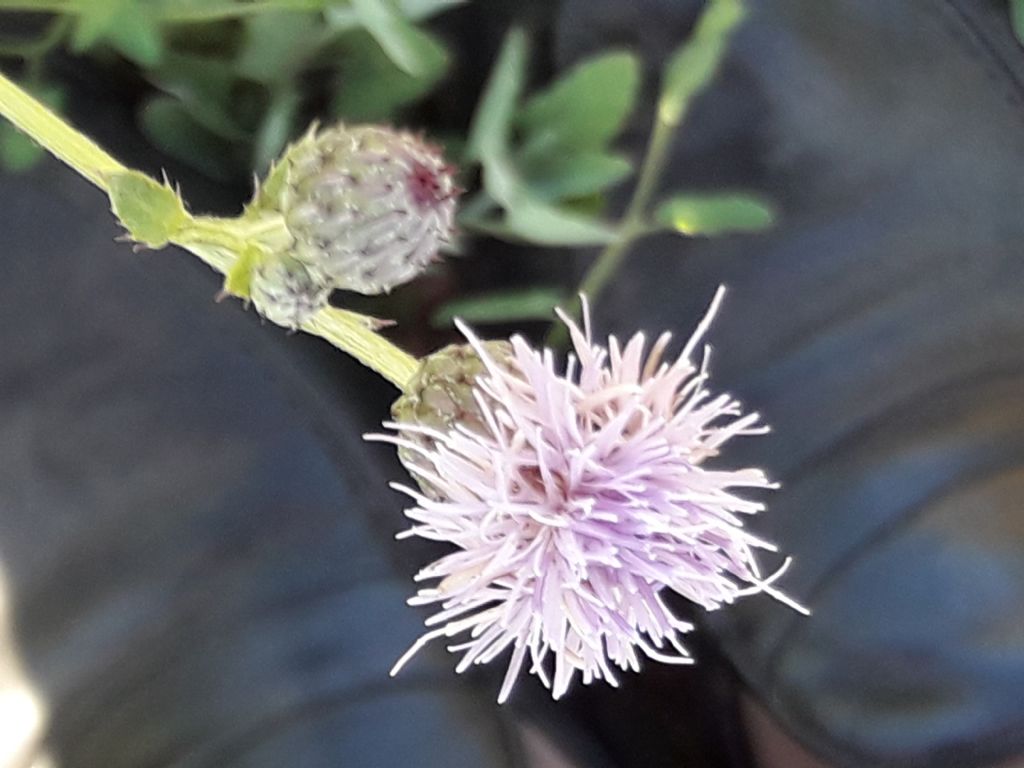 Cirsium arvense