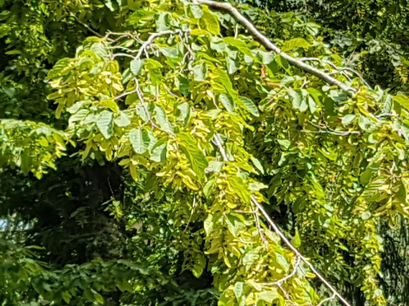 Carpinus betulus / Carpino bianco