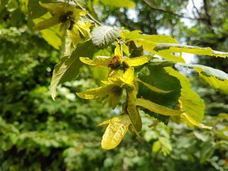 Carpinus betulus / Carpino bianco