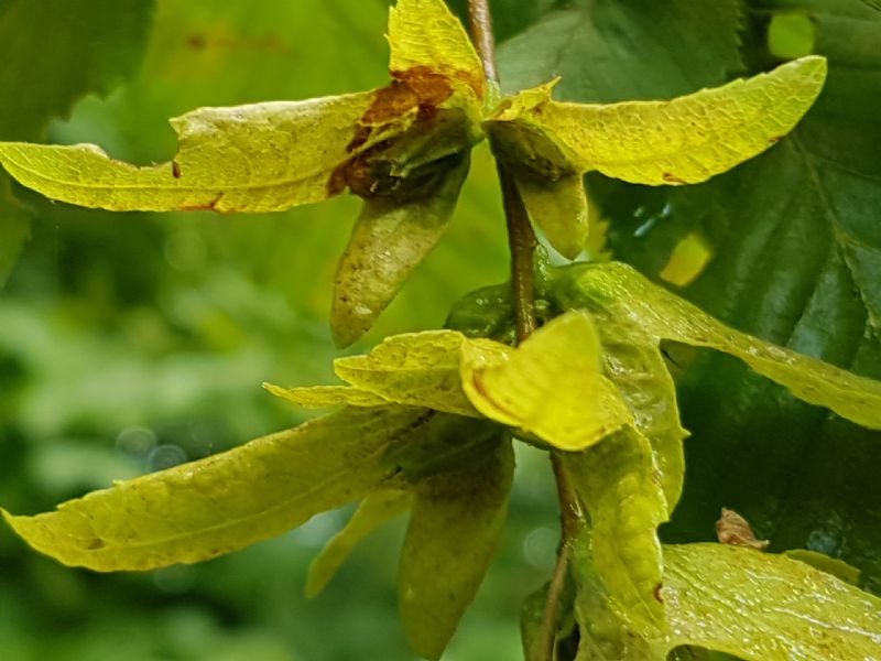 Carpinus betulus / Carpino bianco