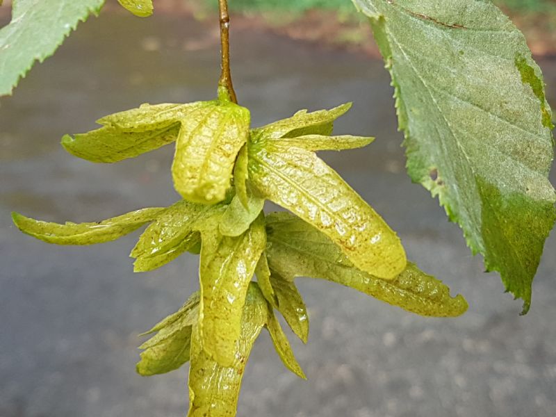 Carpinus betulus / Carpino bianco