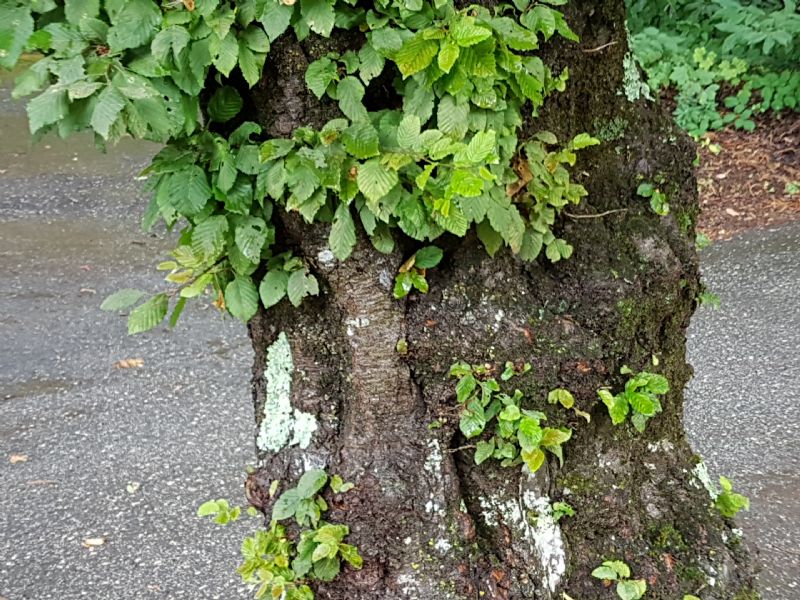 Carpinus betulus / Carpino bianco