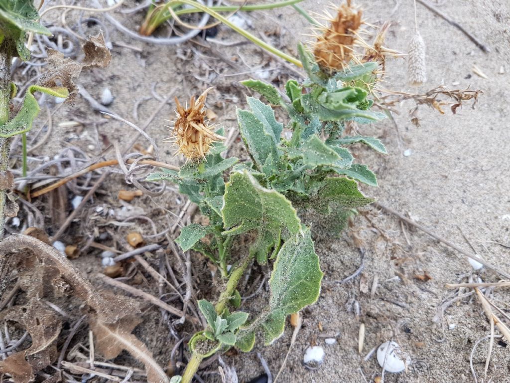 Sulla duna - Centaurea sphaerocephala