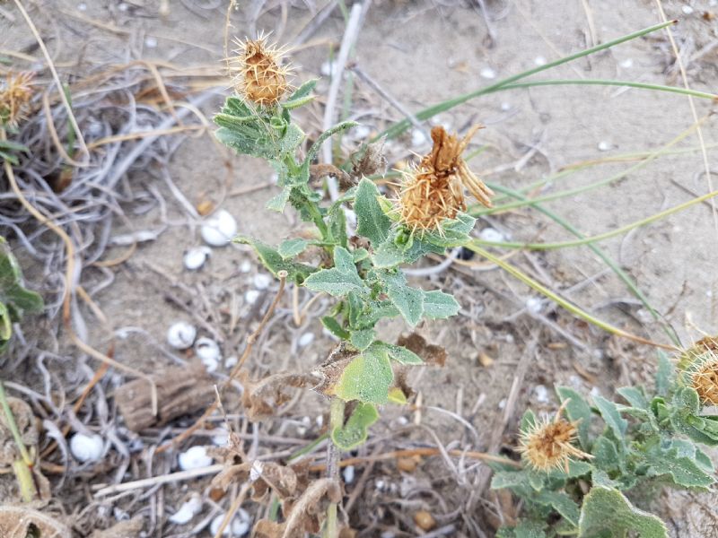 Sulla duna - Centaurea sphaerocephala