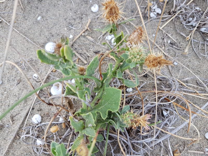 Sulla duna - Centaurea sphaerocephala