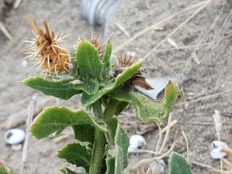 Sulla duna - Centaurea sphaerocephala