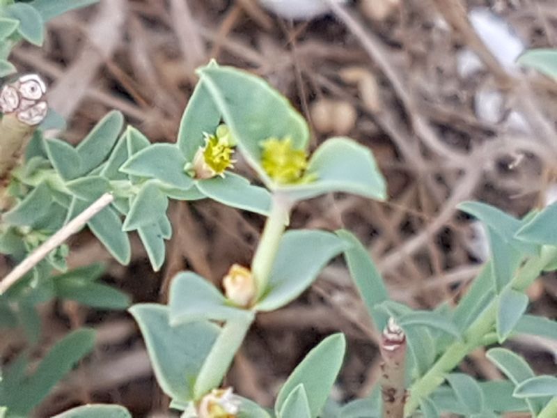 Euphorbia sulla duna.- Euphorbia terracina