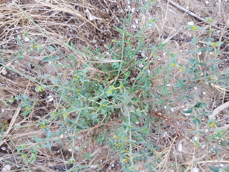 Euphorbia sulla duna.- Euphorbia terracina