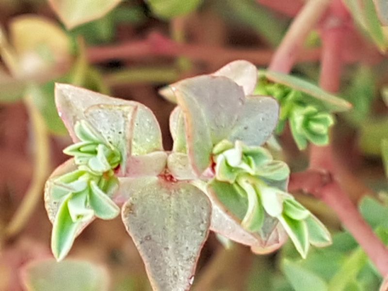 Euphorbia sulla duna.- Euphorbia terracina