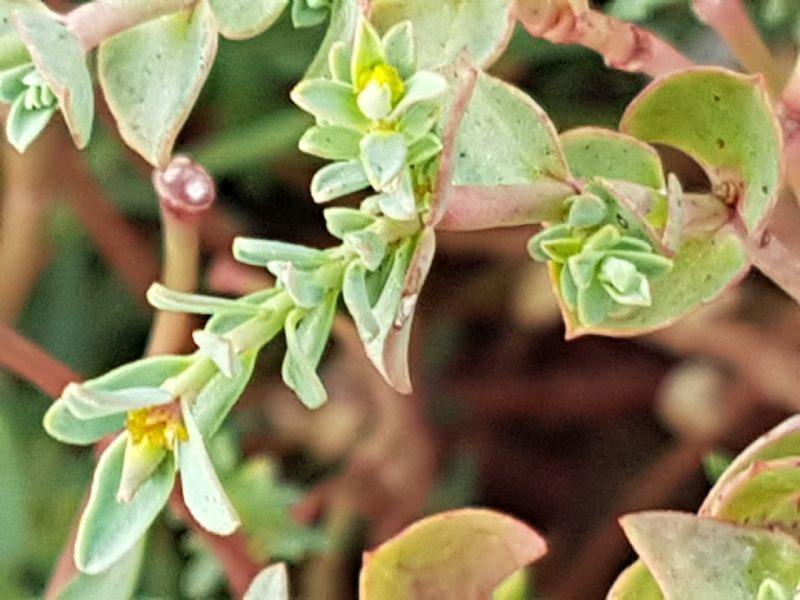 Euphorbia sulla duna.- Euphorbia terracina