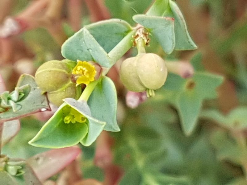 Euphorbia sulla duna.- Euphorbia terracina