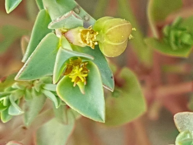 Euphorbia sulla duna.- Euphorbia terracina