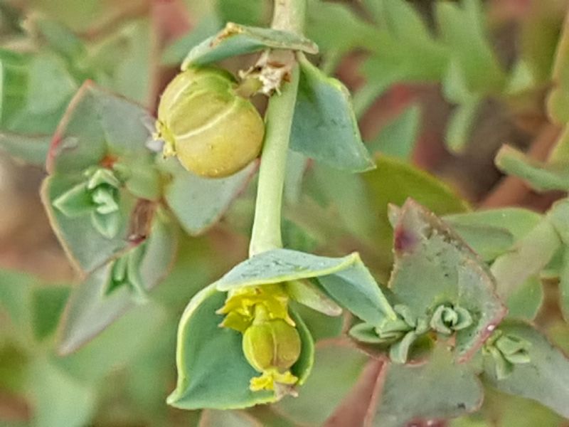 Euphorbia sulla duna.- Euphorbia terracina