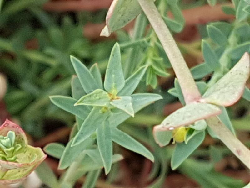 Euphorbia sulla duna.- Euphorbia terracina