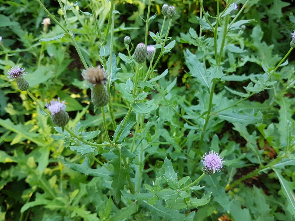 Asteracea simile al cardo:   Cirsium arvense