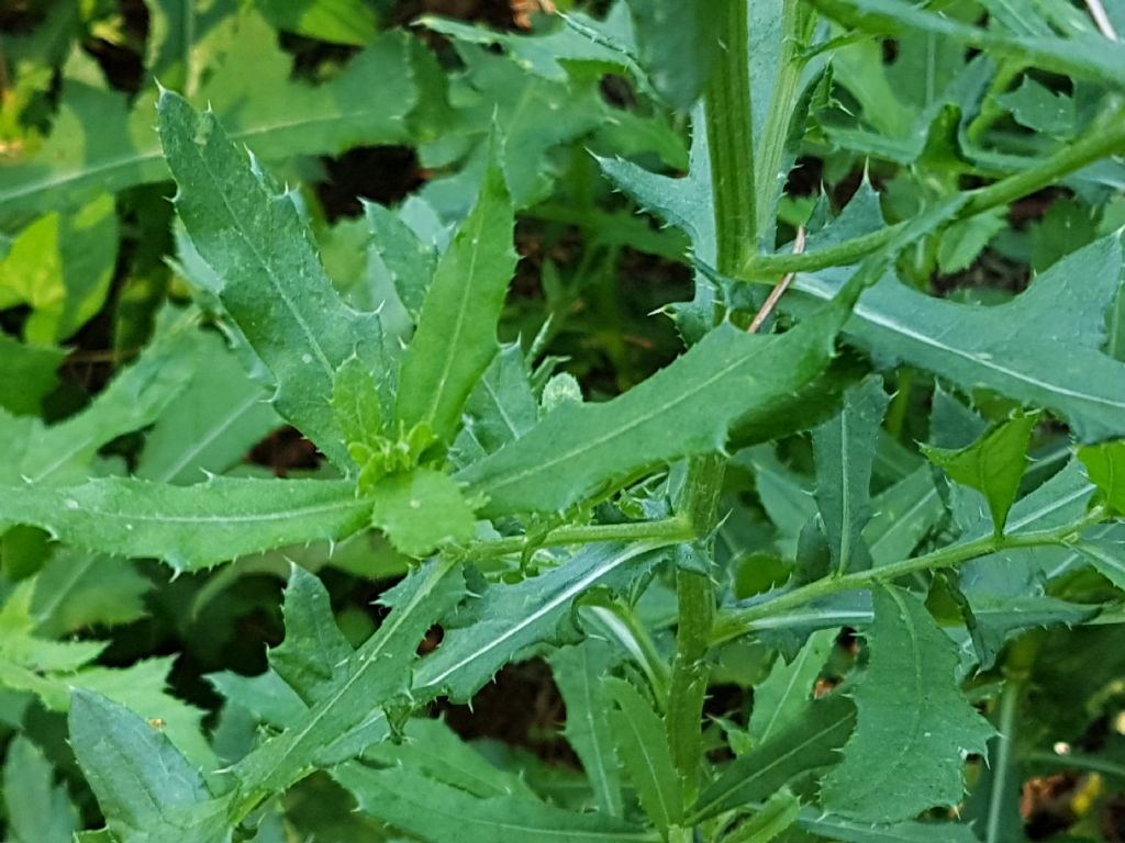 Asteracea simile al cardo:   Cirsium arvense