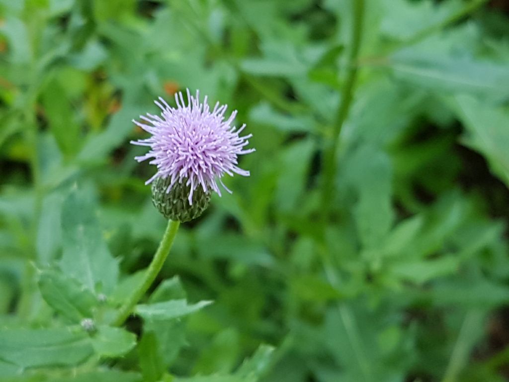 Asteracea simile al cardo:   Cirsium arvense