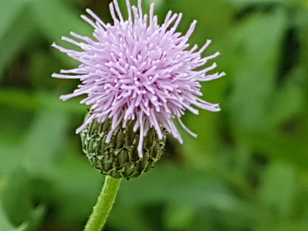 Asteracea simile al cardo:   Cirsium arvense