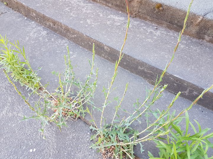 Erbacea con lunghi steli: Lactuca saligna