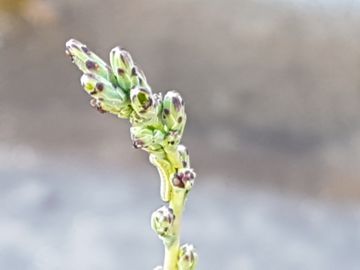 Erbacea con lunghi steli: Lactuca saligna