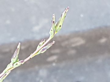 Erbacea con lunghi steli: Lactuca saligna