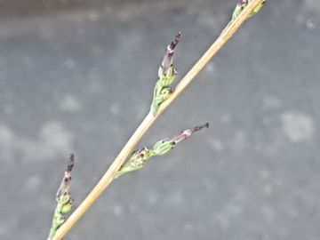 Erbacea con lunghi steli: Lactuca saligna