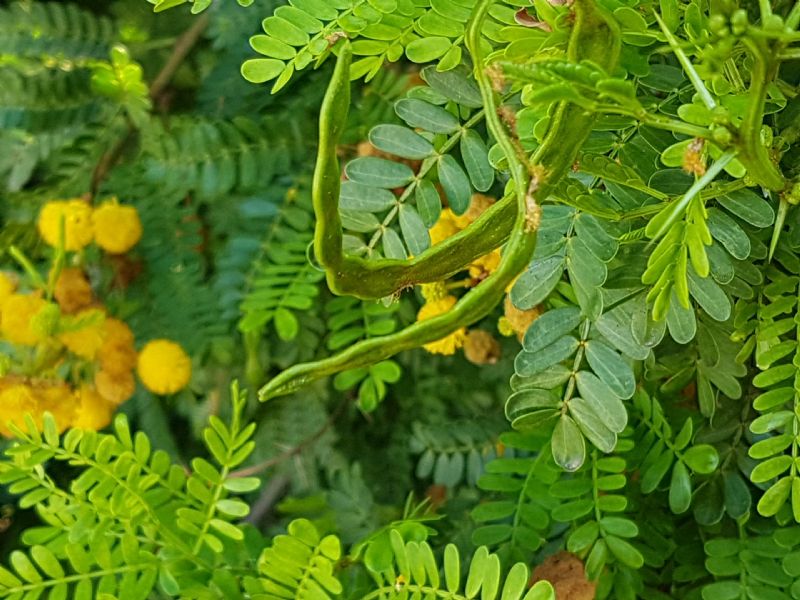 Vachellia karroo (= Acacia karoo) / Acacia orrida