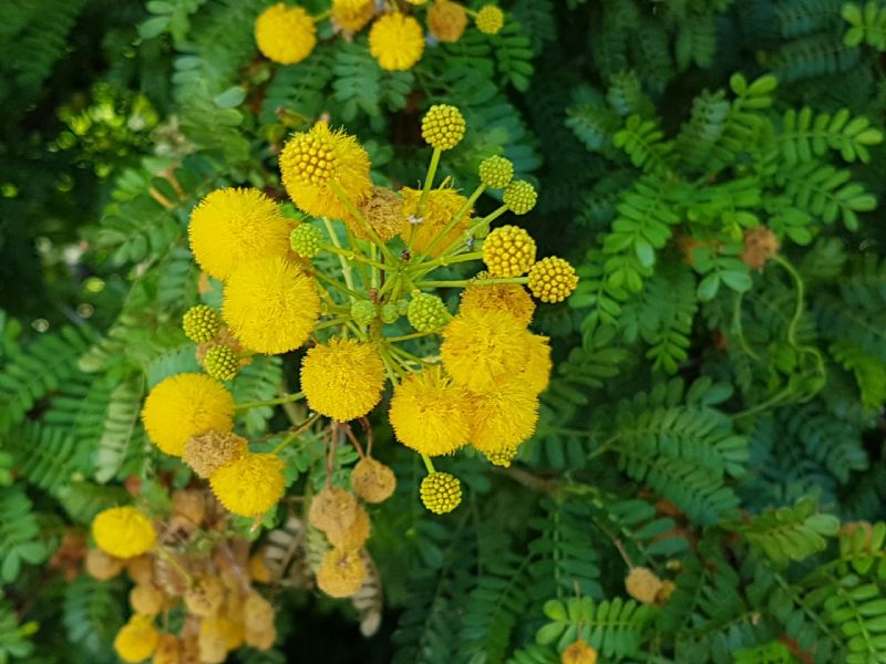 Vachellia karroo (= Acacia karoo) / Acacia orrida