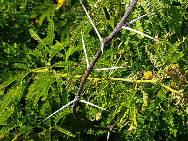 Vachellia karroo (= Acacia karoo) / Acacia orrida