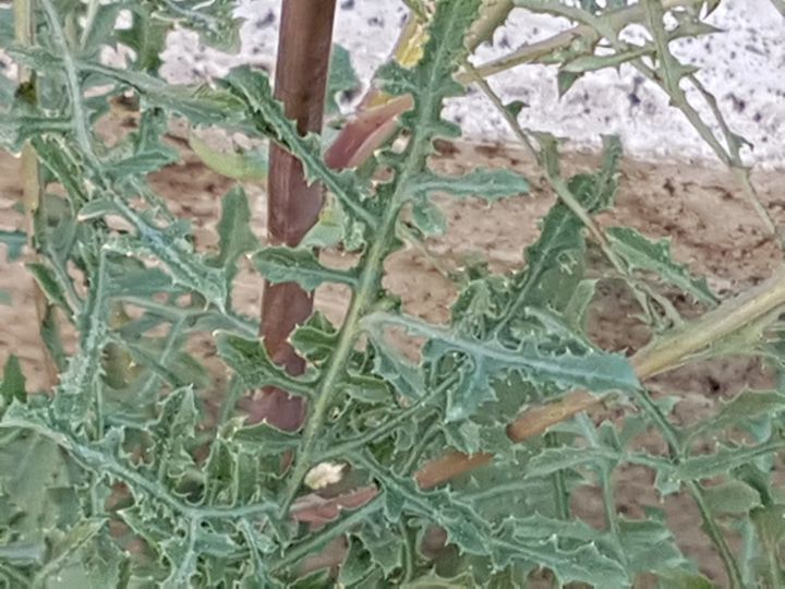 Sonchus tenerrimus