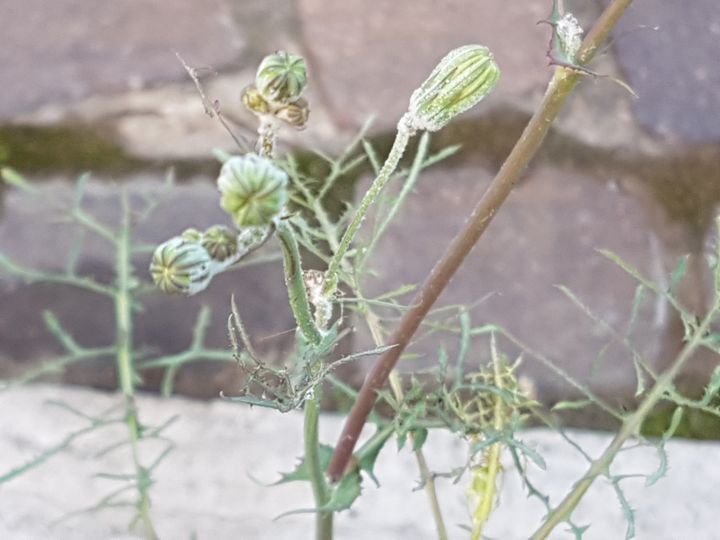 Sonchus tenerrimus