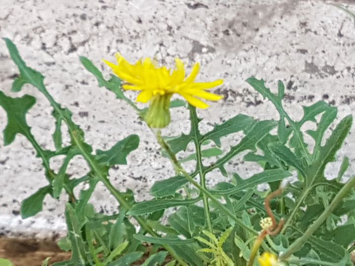 Sonchus tenerrimus