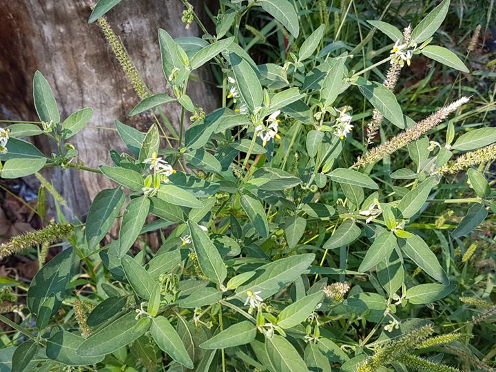 Specie di Solanum