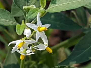 Specie di Solanum