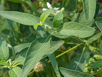 Specie di Solanum