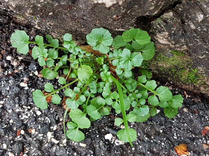 Che sar da grande?  Cardamine hirsuta (Brassicaceae)