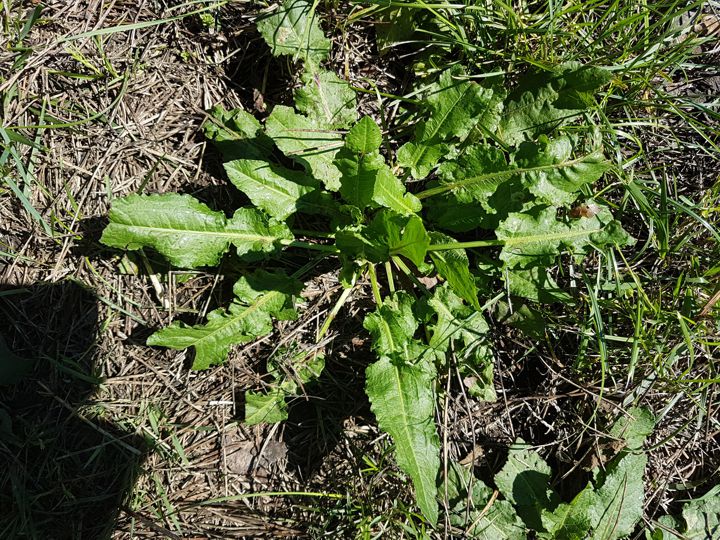 Rumex cfr. crispus (Polygonacae)