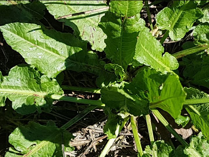 Rumex cfr. crispus (Polygonacae)