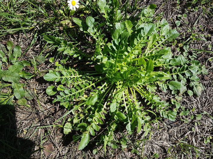 Crepis bursifolia / Radicchiella tirrenica