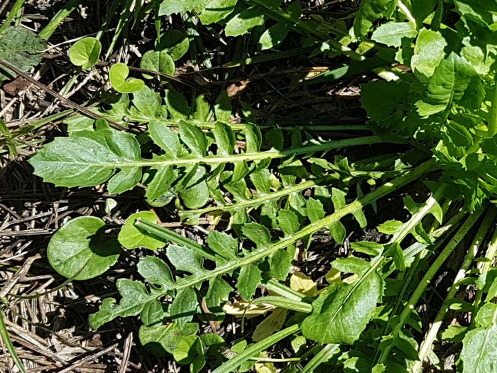 Crepis bursifolia / Radicchiella tirrenica