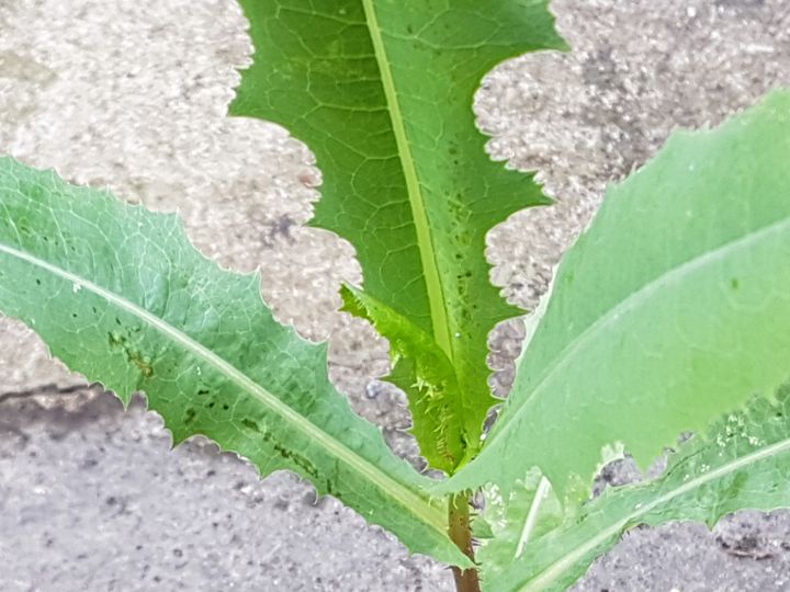 Piantina da marciapiede: Lactuca cfr. sativa subsp. serriola