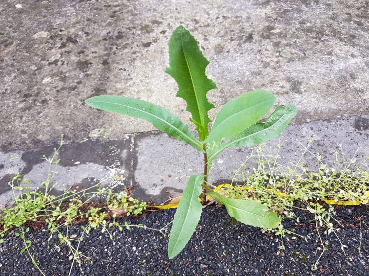 Piantina da marciapiede: Lactuca cfr. sativa subsp. serriola