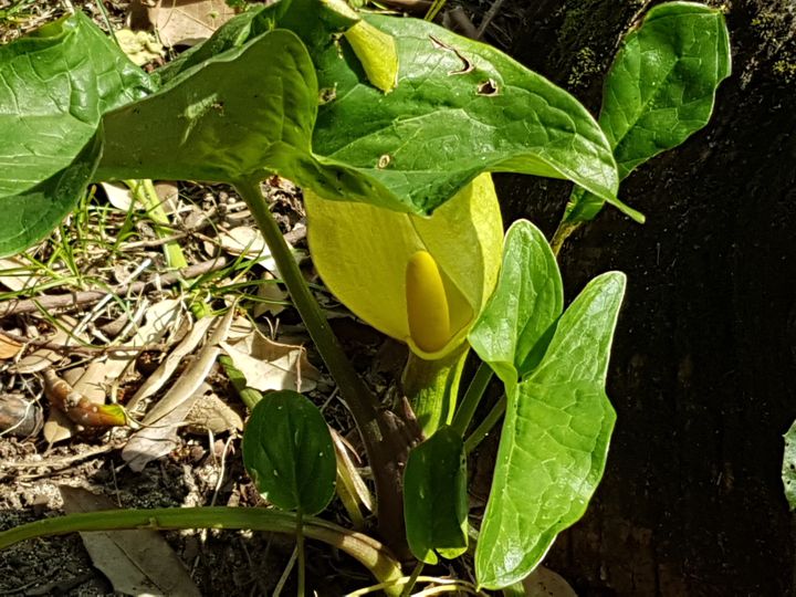 Arum italicum o Arum maculatum? Arum italicun