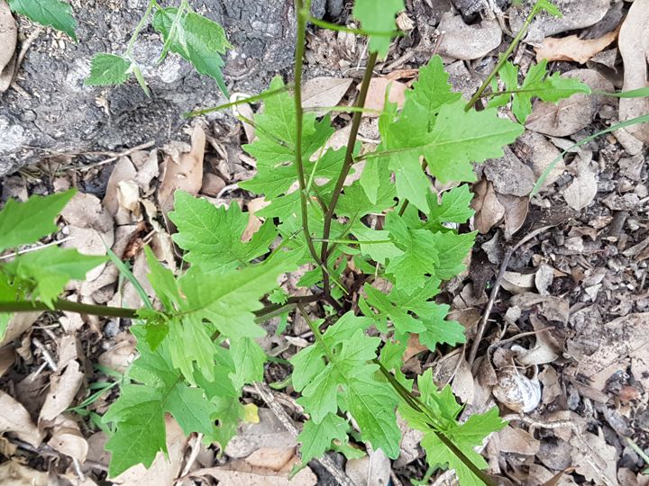 Sisymbrium sp. (Brassicaceae)