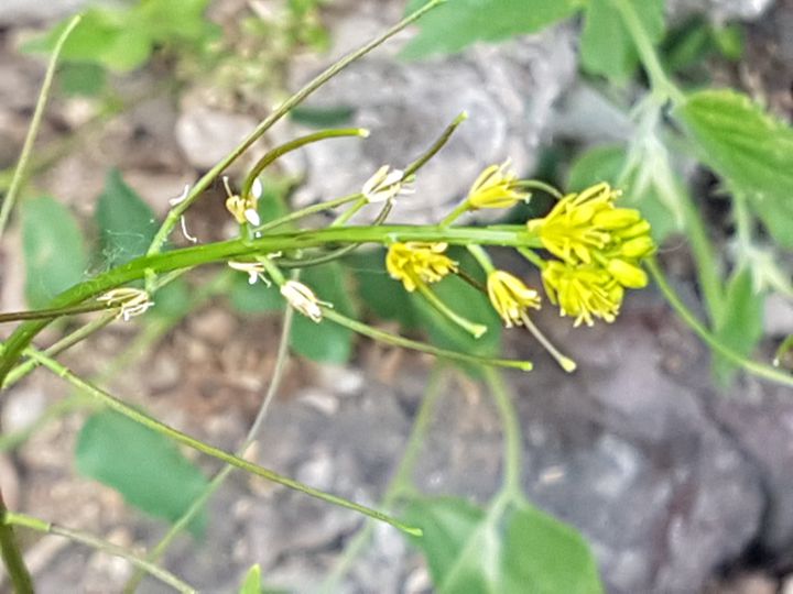 Sisymbrium sp. (Brassicaceae)