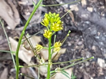 Sisymbrium sp. (Brassicaceae)