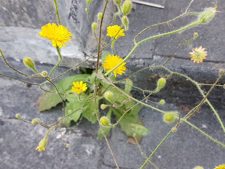 un''altra Asteracea gialla: Hypochaeris achyrophorus