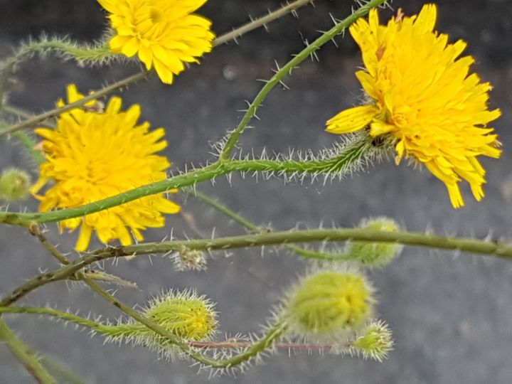 un''altra Asteracea gialla: Hypochaeris achyrophorus