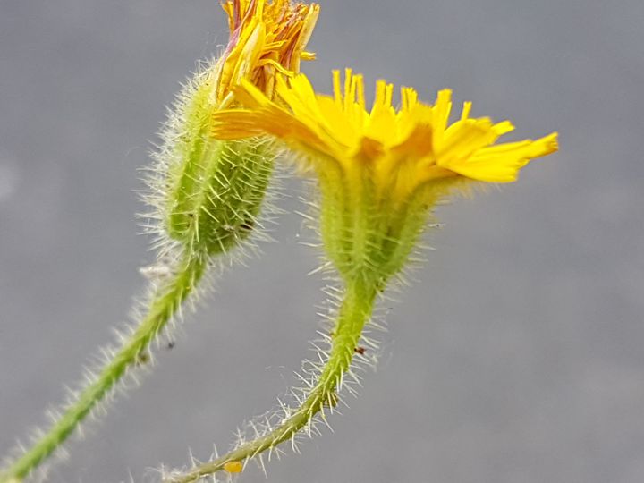 un''altra Asteracea gialla: Hypochaeris achyrophorus