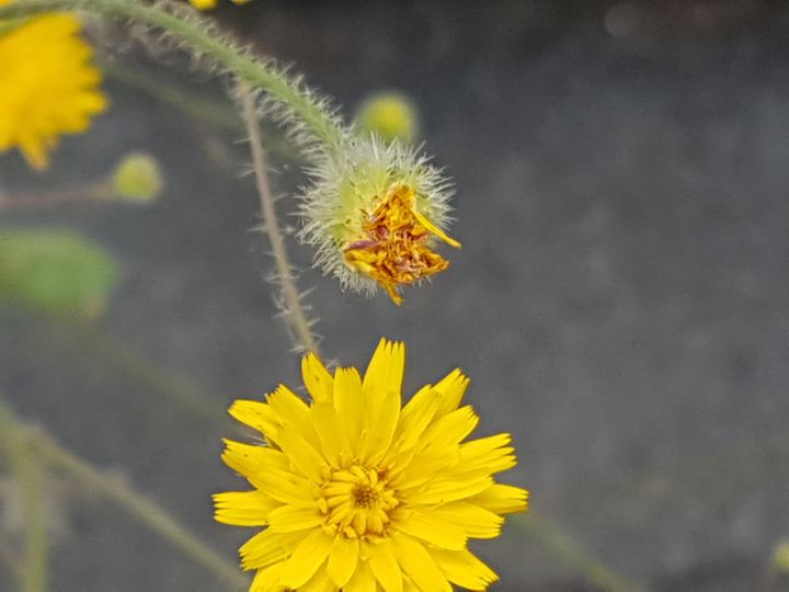 un''altra Asteracea gialla: Hypochaeris achyrophorus